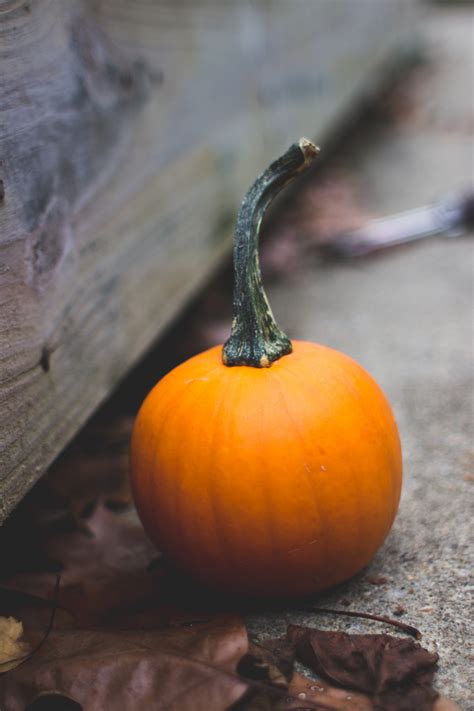 Free Images : flower, food, produce, vegetable, autumn, pumpkin ...