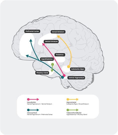 Neurochemical basis of schizophrenia