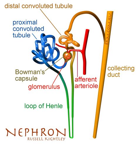 Nephron Structure Diagram Labeled