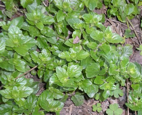 yerba buena...early San Francisco was called Yerba Buena, after this herb that grew on the ...