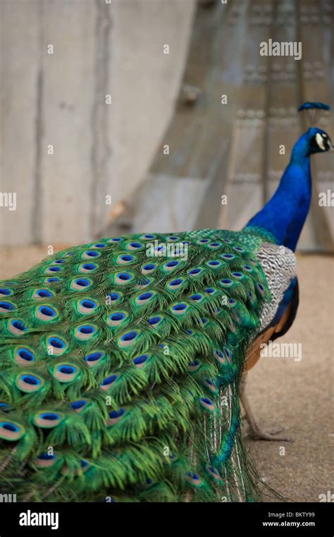 Close-up of peacock plumage showing vivid colours, UK 2010 Stock Photo - Alamy