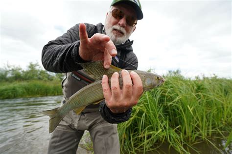 Arctic Grayling Fishing with Angler's Alibi - ANGLER'S ALIBI