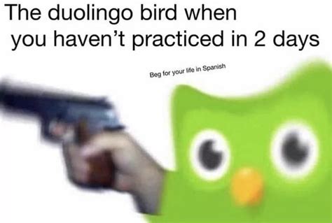 Beg for your life in spanish | Evil Duolingo Owl | Know Your Meme