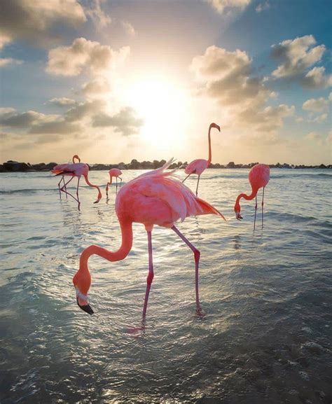 Flamingo Beach Wallpapers - Top Free Flamingo Beach Backgrounds ...