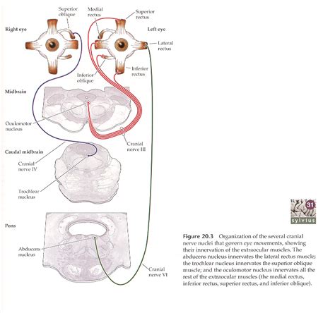 Eye movements – KINES 200: Introductory Neuroscience