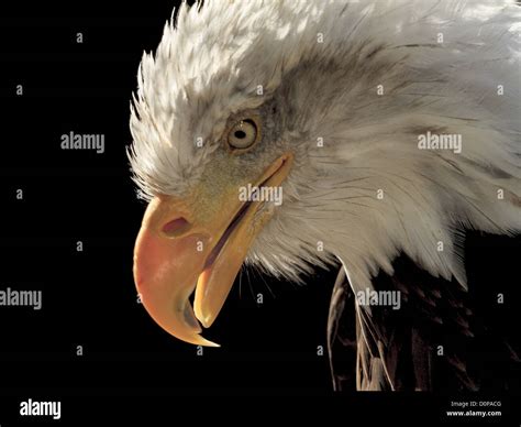 Angry Bald Eagle (Haliaeetus leucocephalus Stock Photo - Alamy