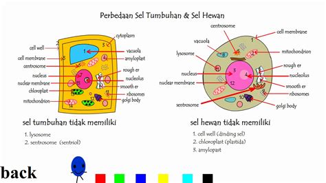 Bentuk Sel Hewan Dan Tumbuhan Beserta Penjelasan Dan Fungsinya - Riset