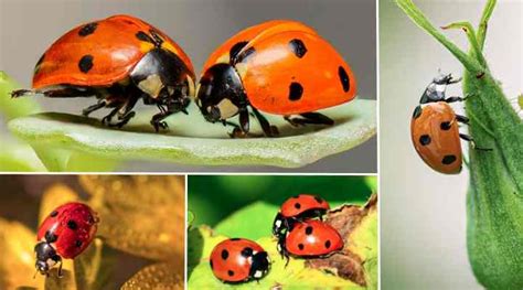 Ladybug Life Cycle: Eggs, Larvae, Pupae, Adult (With Pictures) - Identification Guide