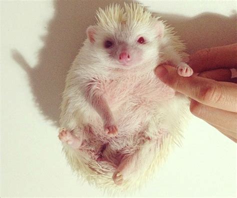 Meet Japan’s adorable albino hedgehog