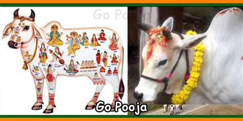 Why should we Perform Go Pooja | Importance of Goo Puja | Go-Puja Mantra