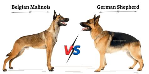 Belgian Malinois vs. German Shepherd? | Paw Talk - Pet Forums