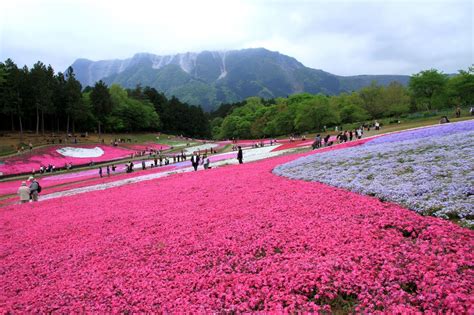 Pink Cherry Blossom Carpet colored by 400,000 stocks of Shibazakura!! Japan Travel Guide, Asia ...