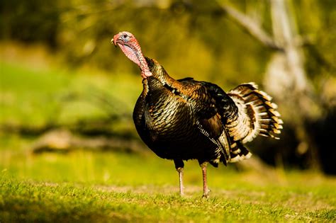 Still Time for Nebraska Gobblers - Outdoor Enthusiast Lifestyle Magazine