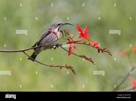 Female Amethyst Sunbird or African Black Sunbird (Chalcomitra amethystina Stock Photo - Alamy