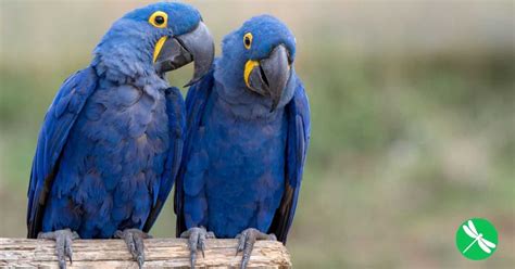 Blue Macaw Parrot From The Movie Rio Officially Extinct In The Wild