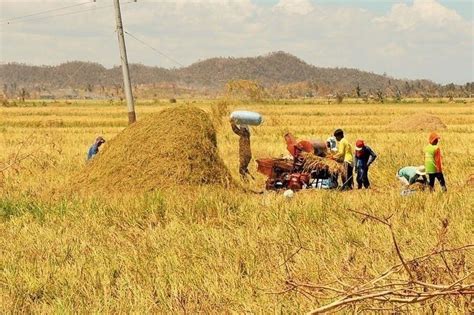 NFA to ramp up palay purchase | Philstar.com