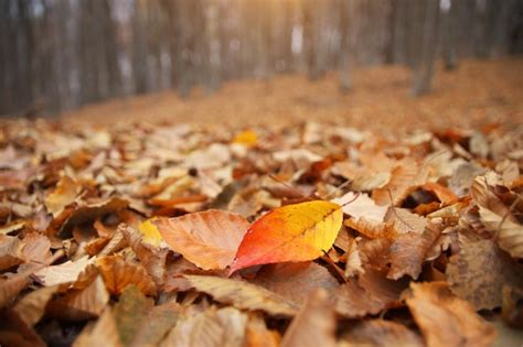 Premium Photo | Autumn leaves on the forest ground