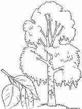 Birch Tree coloring pages sketch template