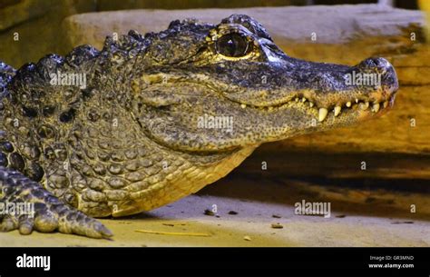 The Chinese Alligator (Alligator sinensis), also known as the Yangtze alligator, is a critically ...