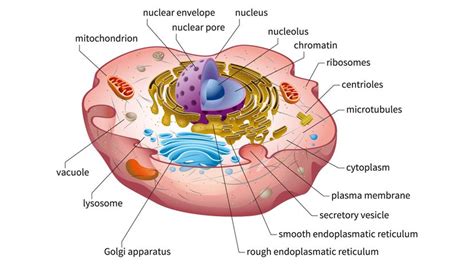 Top 199+ Simple animal cell diagram for class 8 - Merkantilaklubben.org