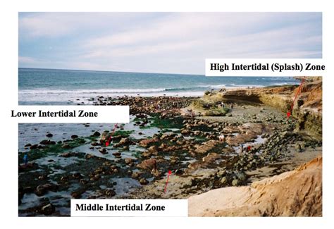 Rocky Intertidal Zones