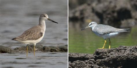 13 birds found only in Russia (PHOTOS) - Russia Beyond