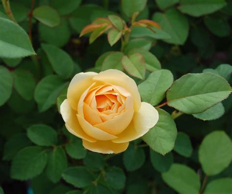 Jeannie's Fairy Rose Louisiana Garden: The Lovely Graham Thomas Rose