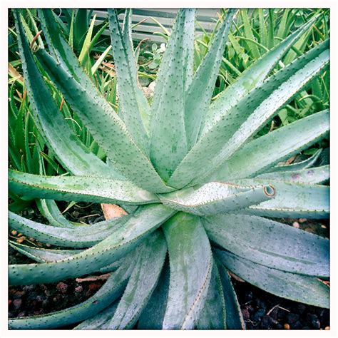 A big, happy aloe vera plant. Taken at Centennial Conservatory in Etobicoke, Ont. | Plants, Aloe ...