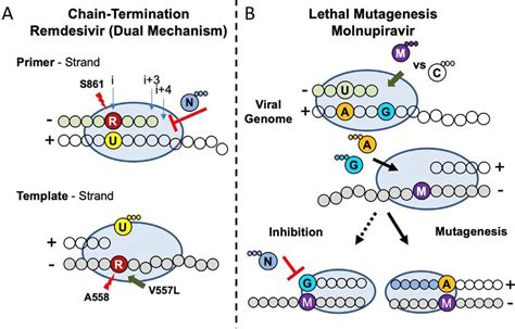 Model of the mechanism of action of RDV and molnupiravir against ...