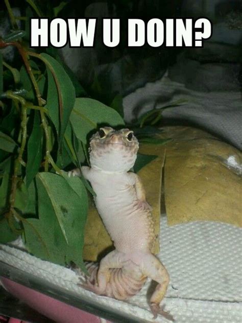 lizard memes | Chameleon Forums