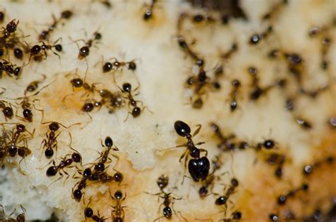 It’s an ant’s world. We’re just living in it. | Discover Animals