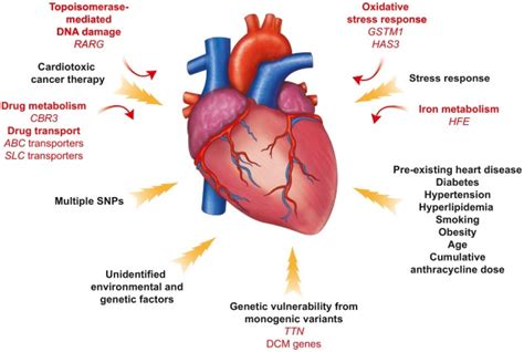 Genetics of cancer therapy-associated cardiotoxicity - Journal of ...