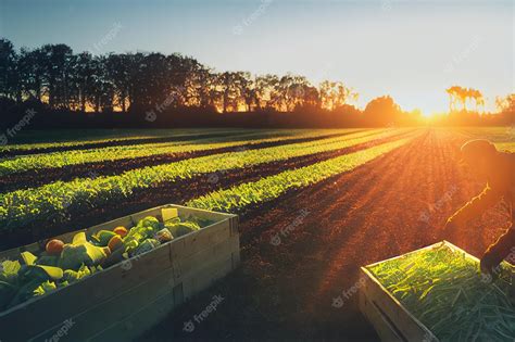 Premium Photo | Farmer harvesting vegetables on field at dawn