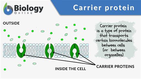 Active Transport Carrier Proteins Role - Transport Informations Lane