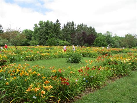 Grace Gardens – American Daylily Society