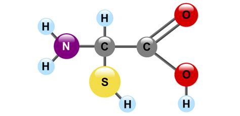 Amino Acid Model