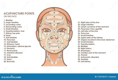 Acupuncture Points on the Face. Young Woman Face Stock Vector ...