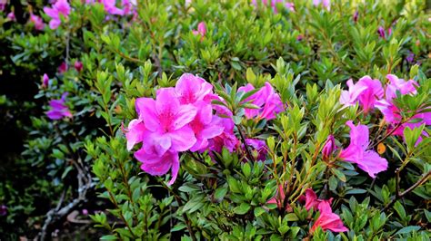 There Are 10,000+ Azalea Varieties Out There - But These Are Our ...