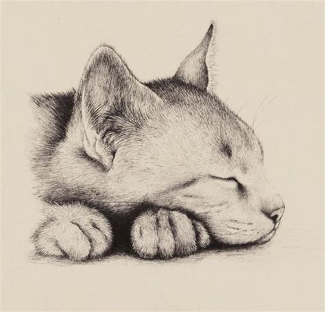 Мирно спит: | sketches | Pinterest | Cat, Drawings and Sketches