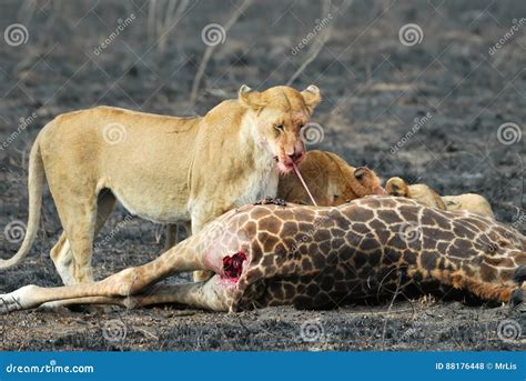 Lions Eating a Prey, Serengeti National Park, Tanzania Stock Photo ...