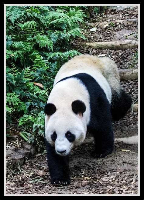 Singapore Zoo Panda_09= | Singapore Zoo Panda | John | Flickr