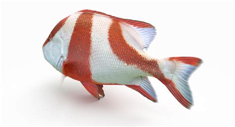 3D model red emperor snapper - TurboSquid 1421772