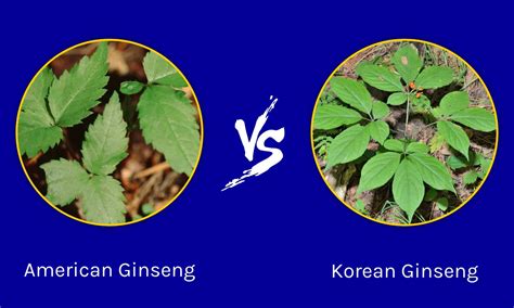 American Ginseng vs. Panax Ginseng - A-Z Animals