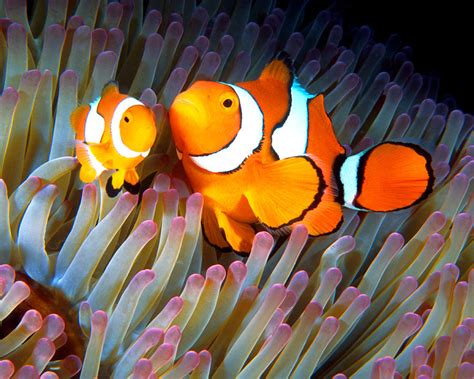 Clownfish in Anemone, Great Barrier Reef 2 Photograph by Pauline Walsh ...