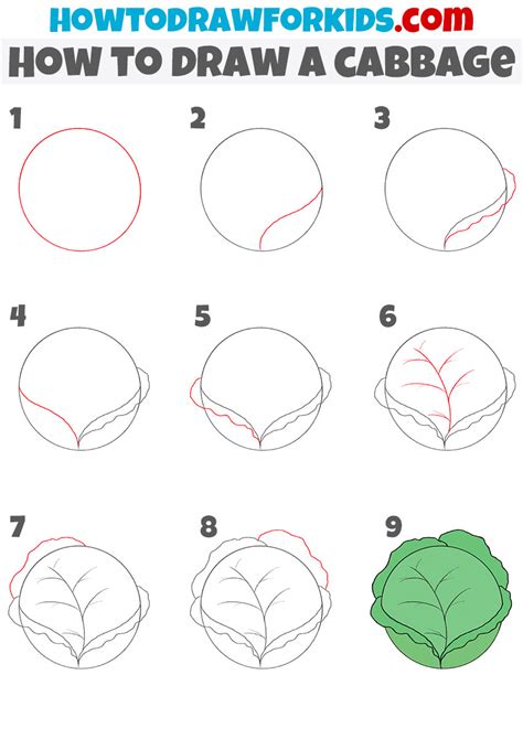 How to Draw a Cabbage - Easy Drawing Tutorial For Kids