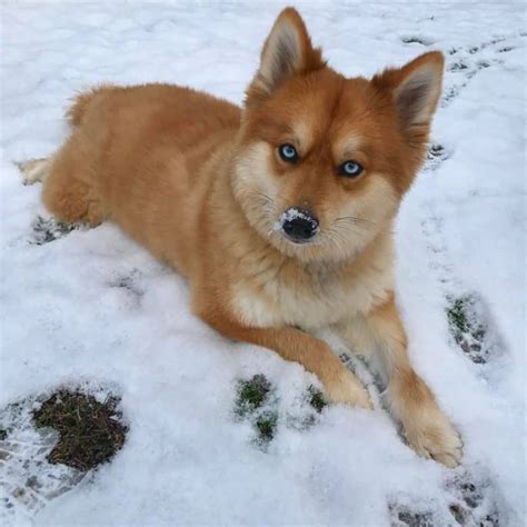 The Pomsky, A Triple-A Crossbreed: Adorable, Active, and Adaptable - K9 Web