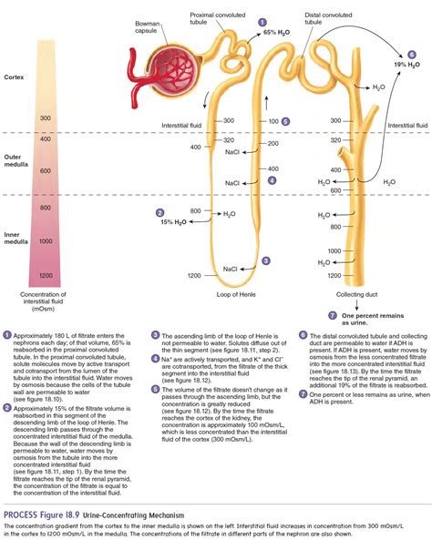 Tubular Reabsorption - Urine Production