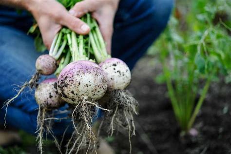 How to Grow Turnips - BBC Gardeners World Magazine