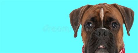 Boxer Dog Showing His Teeth Stock Image - Image of beautiful, blue: 289943053