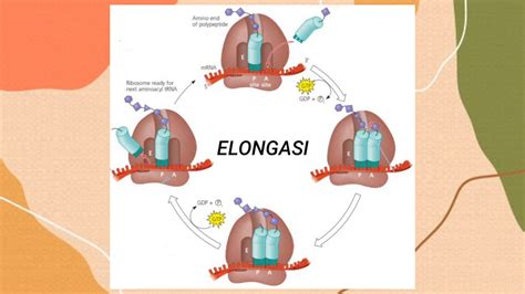 TRANSLASI DNA - YouTube